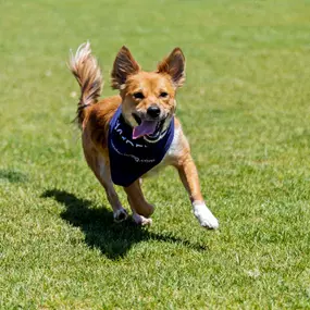 camden tempe apartments tempe az dog park running