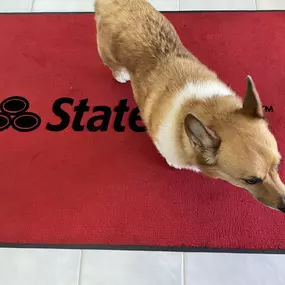 Dog on the rug