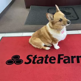 Hard at work or hardly working? This office pup is here to make your day brighter and your visit even more welcoming. Stop by and say hi!