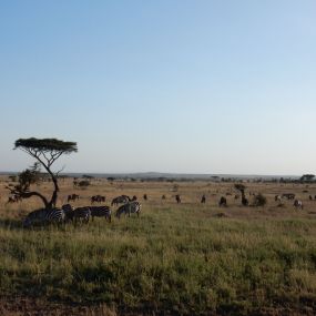Safari Tanzania - gezond op reis