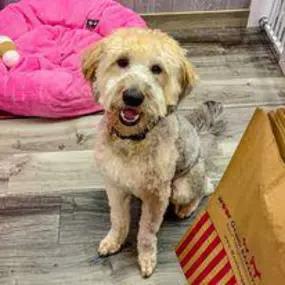 Bild von Woof Gang Bakery & Grooming Estero