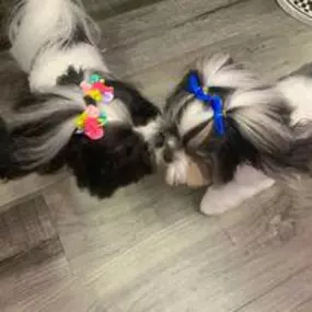 Bild von Woof Gang Bakery & Grooming Estero
