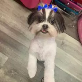 Bild von Woof Gang Bakery & Grooming Estero