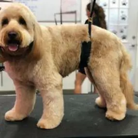 Bild von Woof Gang Bakery & Grooming Estero