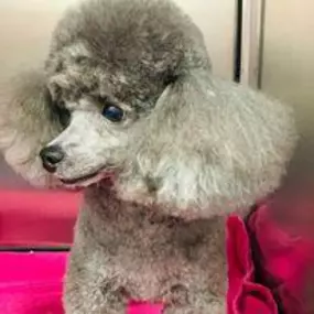 Bild von Woof Gang Bakery & Grooming Estero