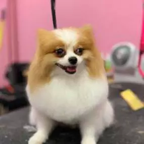 Bild von Woof Gang Bakery & Grooming Estero