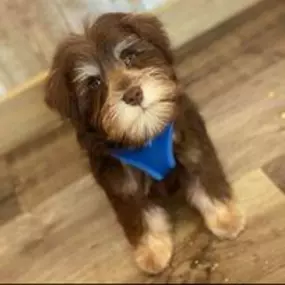 Bild von Woof Gang Bakery & Grooming Estero