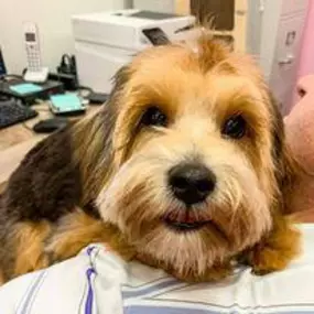 Bild von Woof Gang Bakery & Grooming Estero