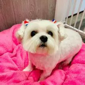 Bild von Woof Gang Bakery & Grooming Estero