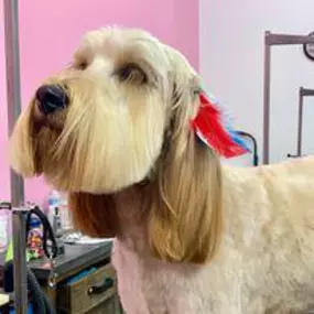 Bild von Woof Gang Bakery & Grooming Estero