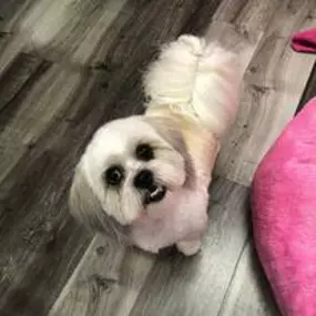 Bild von Woof Gang Bakery & Grooming Estero