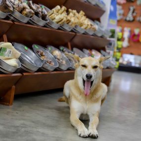 The Pet Authority is a locally owned family operated business in Albert Lea, MN. We are a one-stop pet store offering a personalized customer experience to every visitor that walks through our door.