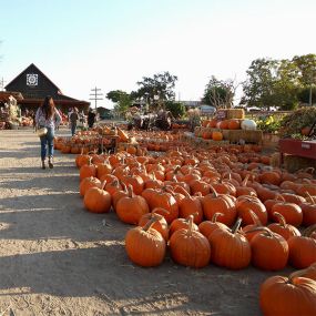 Bild von Chesebrough Farm