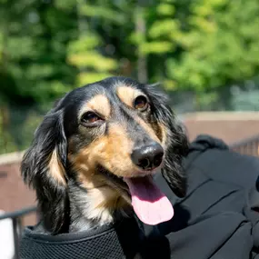 Camden Buckhead is pet-friendly and has a dog park