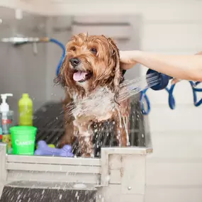 Dog wash area at community