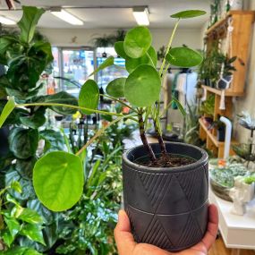 Bild von Urban Pothos Houseplant Shop