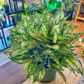 Bild von Urban Pothos Houseplant Shop