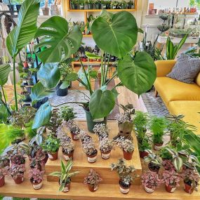 Bild von Urban Pothos Houseplant Shop