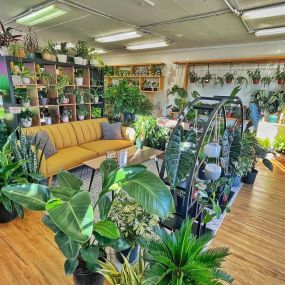 Bild von Urban Pothos Houseplant Shop