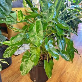 Bild von Urban Pothos Houseplant Shop