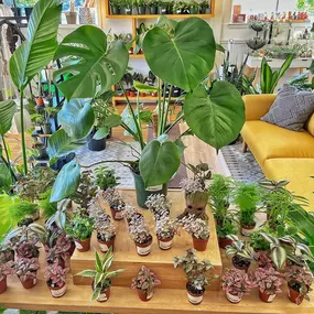 Bild von Urban Pothos Houseplant Shop