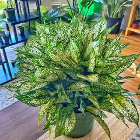 Bild von Urban Pothos Houseplant Shop