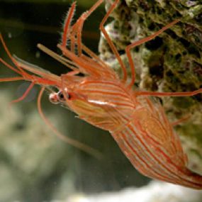 Bild von Coral Sea Aquariums