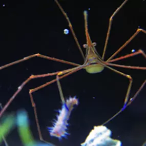 Bild von Coral Sea Aquariums