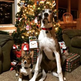 Bella and Jake enjoying the holiday season