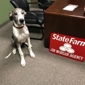 Our canine team member Jake 