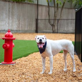 Dog park at Camden Holly Springs Apartments in Houston, TX