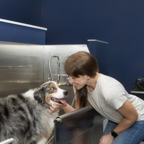 Paw Spa with Wash Station