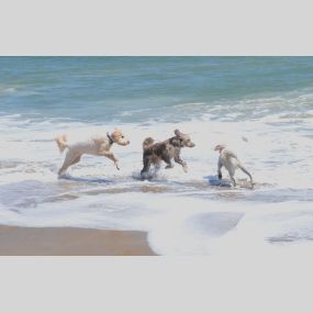 Dogs playing in the surf at Dewey Beach