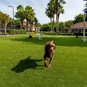 Large dog park with sun shades