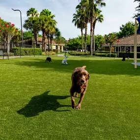 Large dog park with sun shades