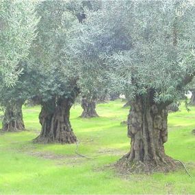 Bild von Large Olive Trees