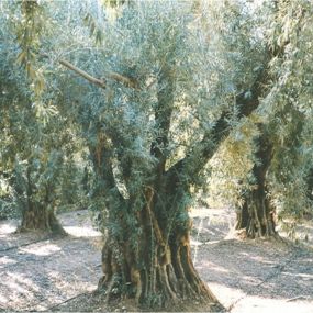 Bild von Large Olive Trees