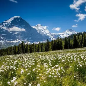 Bild von Eiger Mountain & Soul Resort