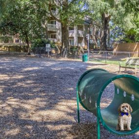 Private, fenced dog park with agility equipment at Camden Fairview Apartments in Charlotte, NC