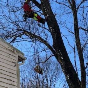 Bild von 999 Tree Service Louisville KY