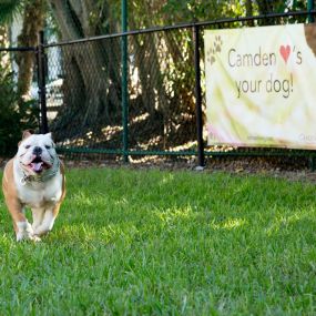 Dog park for our four legged resdents