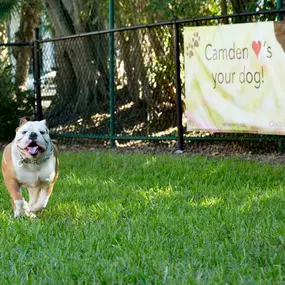 Dog park for our four legged resdents