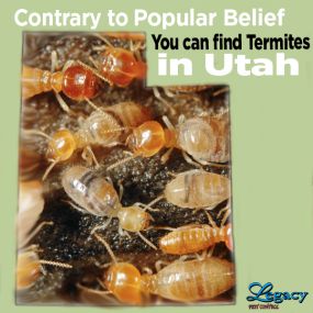 You can find termites in Utah! Call Legacy Pest Control in Salt Lake City today.