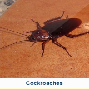 Cockroaches in your business or home? Contact Legacy Pest Control in Salt Lake City, UT.