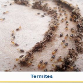 Termites? Call Legacy Pest Control in Salt Lake City, Utah.