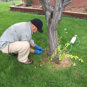 Arborjet tree injections with Legacy Pest Control - Salt Lake City, Utah.