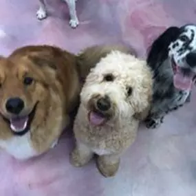 Woof Gang Bakery & Grooming is a locally owned family operated business in  US States, Capitals, and Government Links Georgia. We are a one-stop pet store offering a personalized customer experience to every visitor that walks through our door.