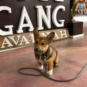 Bild von Woof Gang Bakery & Grooming Starland