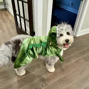 Don't be alarmed! There's just a friendly alligator in the office