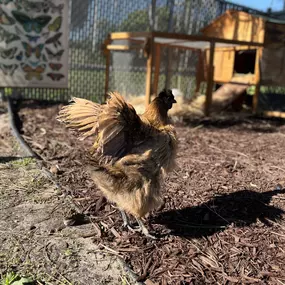 Kinderberry Hill Roseville's chickens!